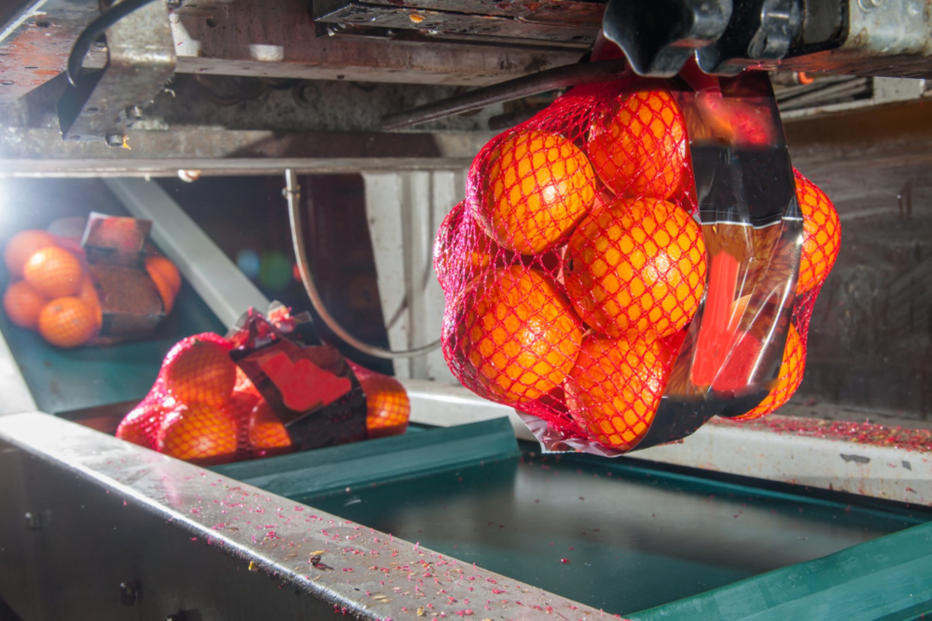 Netzverpackungslinie beutelt Orangen