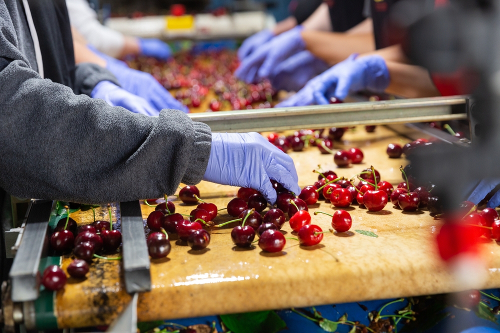 Verarbeitungslinie für Obst und Gemüse